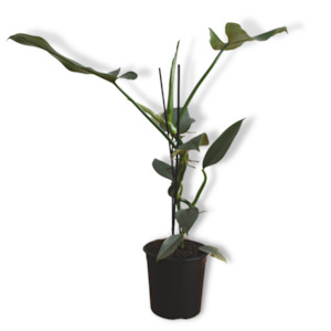 Pot plant: Philodendron Grey Silver Sword (includes shipping)