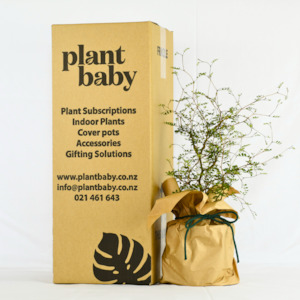 Gift Accessory: Native Tree Gift Box or Subscription