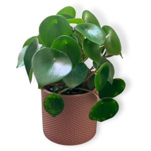 One Off Plants: Peperomia Raindrop Indoor Plant (Includes Shipping)