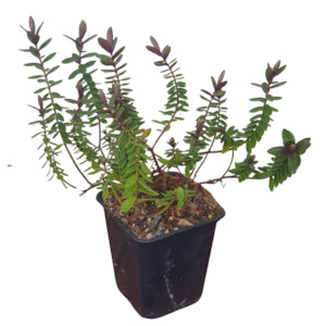 One Off Plants: Hebe ‘First Light’ – NZ Native Shrub for Gardens & Pots