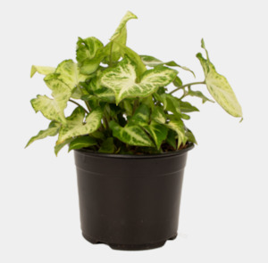 One Off Plants: Syngonium Robusta Plant – Arrowhead Vine Indoor Plant NZ (Includes Shipping)