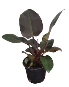 Philodendron Black Cardinal – Rare Indoor Plant NZ (Shipping Included)