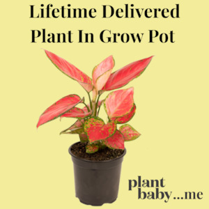 Lifetime Plant Subscription in Grow Pot – Monthly Indoor Plant Delivery NZ