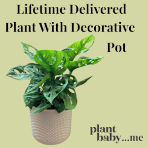 Monthly Plant Baby Subscription: Lifetime Plant Subscription with Decorative Pot – Indoor Plant Delivery NZ