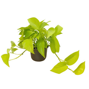 Neon Pothos (Epipremnum aureum 'Neon') – Indoor Plant | Free Shipping NZ