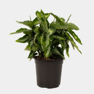 One Off Plants: Aglaonema Pictum Tricolor – Indoor Plant | Free Shipping NZ