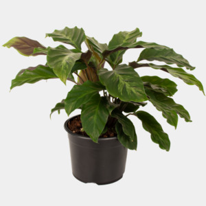 Calathea Louisae – Tropical Prayer Plant Indoor Houseplant NZ (Shipping Included)