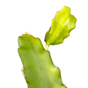 DRAGON FRUIT - Selenicereus undatus