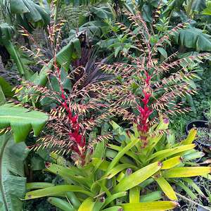 Bromeliads - Misc 6