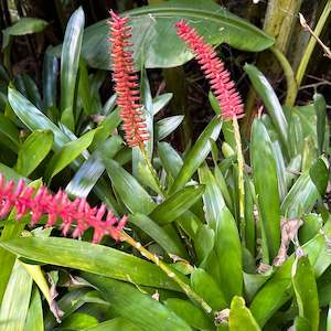 Outdoor Plants: Bromeliads - Misc 4