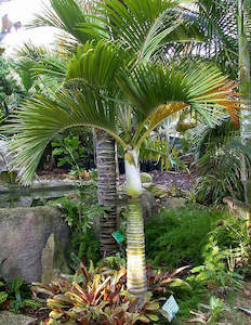 Outdoor Plants: Umbrella Palm
