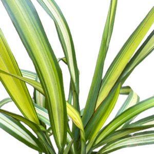 Phormium tenax (Flax) 'YELLOW WAVE'