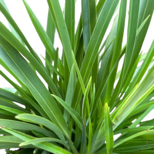 Outdoor Plants: Phormium (Flax) colensoi 'COOKIANUM'