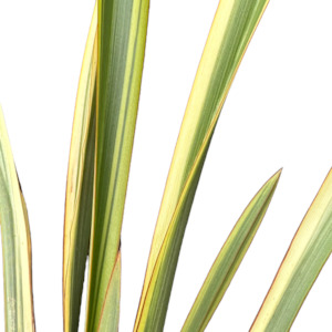 Outdoor Plants: Phormium (Flax) 'WAITARA GOLD'