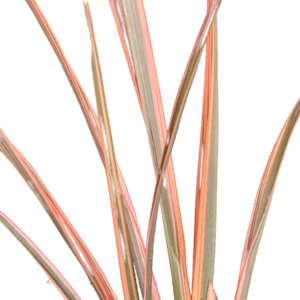 Phormium (Flax) 'RAINBOW SURPRISE'