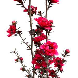 Outdoor Plants: Leptospermum (Manukau Dwarf) 'BURGUNDY QUEEN'