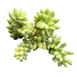 Indoor House Plants: Sedum morganianum 'BURRO'S TAIL'