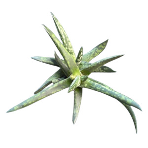 Gasteria obliqua 'LAWYERS TONGUE'