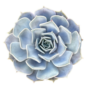 Indoor House Plants: Echeveria hybrid 'DESERT LILY'