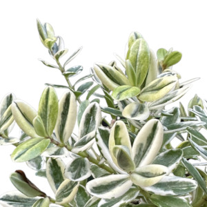 Outdoor Garden Plants: Hebe x franciscana 'WAIREKA'