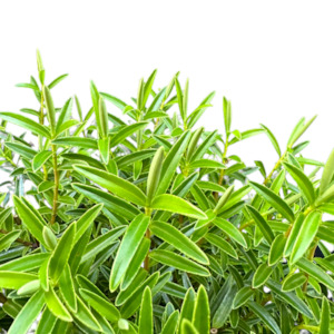 Hebe 'OTARI DELIGHT'