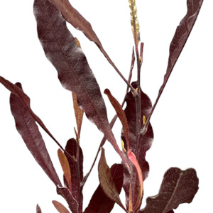 Outdoor Garden Plants: Dodonaea viscosa purpurea 'PURPLE AKEAKE'