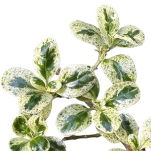 Outdoor Garden Plants: Coprosma repens 'MARBLE QUEEN'