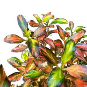 Outdoor Garden Plants: Coprosma repens 'EVENING GLOW'