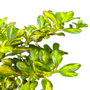 Coprosma 'LEMON & LIME'