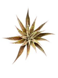 Outdoor Garden Plants: Mangave 'BLOOD SPOT'