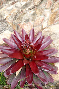 Bromeliads: Bromeliads - Alcantarea