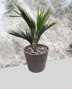 Natives: Rhopalostylis (Nikau) sapida 'CHATHAM ISLAND NIKAU’