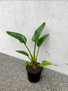 Giant Bird of Paradise - Strelitzia Nicolai