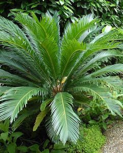 Palms: Cycad - Sago Palm