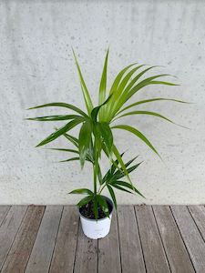 Palms: Kentia Palm