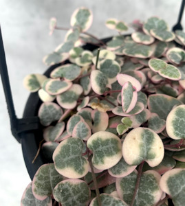 Low Light Plant Collection: Ceropegia Woodii 'Variegated Chain of Hearts'