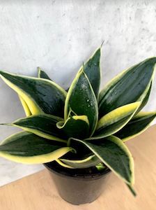 Low Light Plant Collection: Snake Plant - Lotus