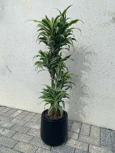 Low Light Plant Collection: Dracaena - Warneckii Surprise