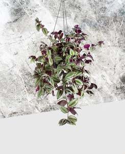 Low Light Plant Collection: Tradescantia zebrina