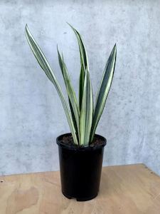 Low Light Plant Collection: Snake Plant - Bantel's Sensation