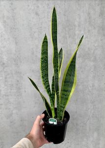 Low Light Plant Collection: Snake Plant - Superba