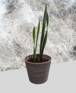 Low Light Plant Collection: Snake Plant - Black & Gold