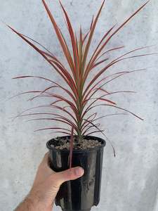 Office Plants Collection: Dracaena - Pink