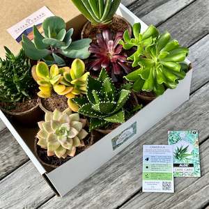 Indoor House Plants: 'HARDY' Succulents - Gift Box (8 Pack)