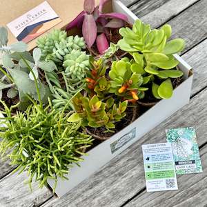 Indoor House Plants: 'TRAILING' Succulents - Gift Box (8 Pack)
