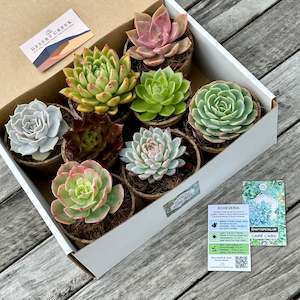 Indoor House Plants: 'DESERT ROSES' Succulents - Gift Box (8 Pack)
