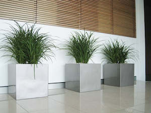 Indoor House Plants: Turf Lily 'Liriope spicata'