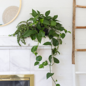 Indoor House Plants: Pothos (Devils Ivy) 'Epipremnum aureum'
