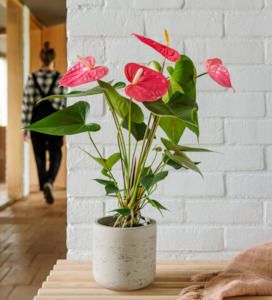 Indoor House Plants: Flamingo Lily 'Anthurium andraeanum'