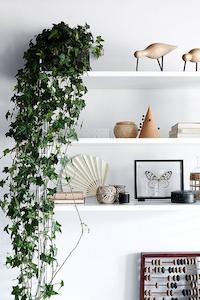 Indoor House Plants: English Ivy 'Hedera helix'